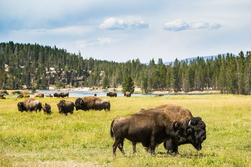Yellowstone National Park Self-Guided Driving Tour