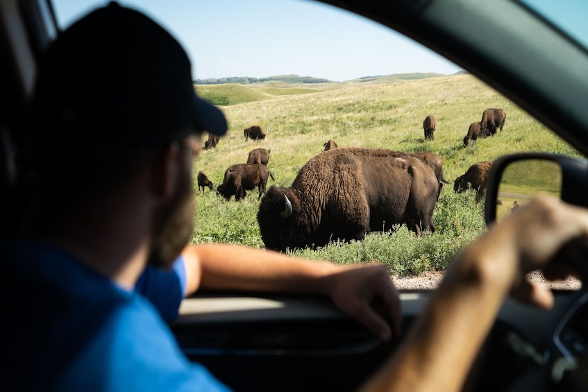 Yellowstone National Park Self-Guided Driving Tour