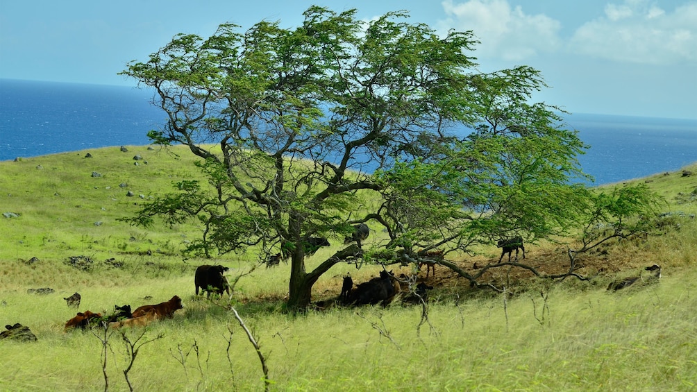 Field with livestock gathered under a tree in the hills along the coast in Hana