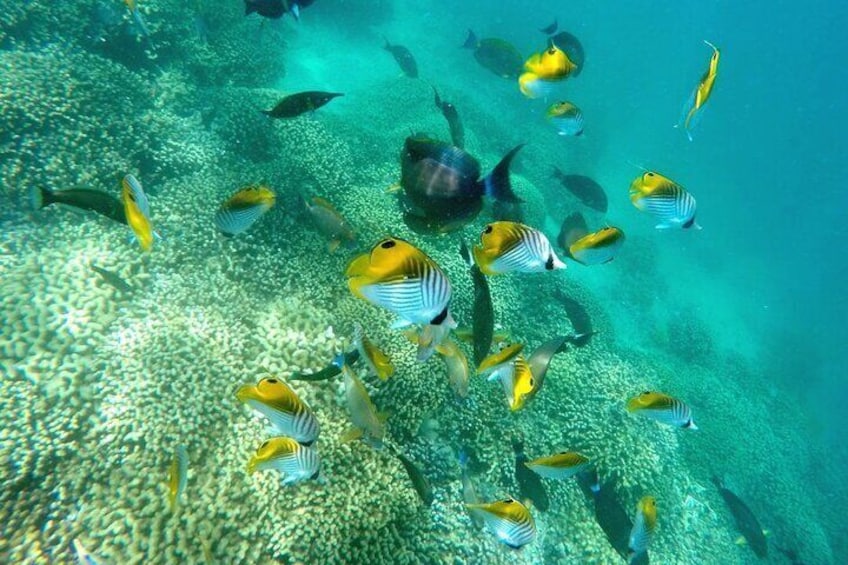 Kaneohe Sandbar Turtle Watching & Snorkeling Tour / 1:00 PM