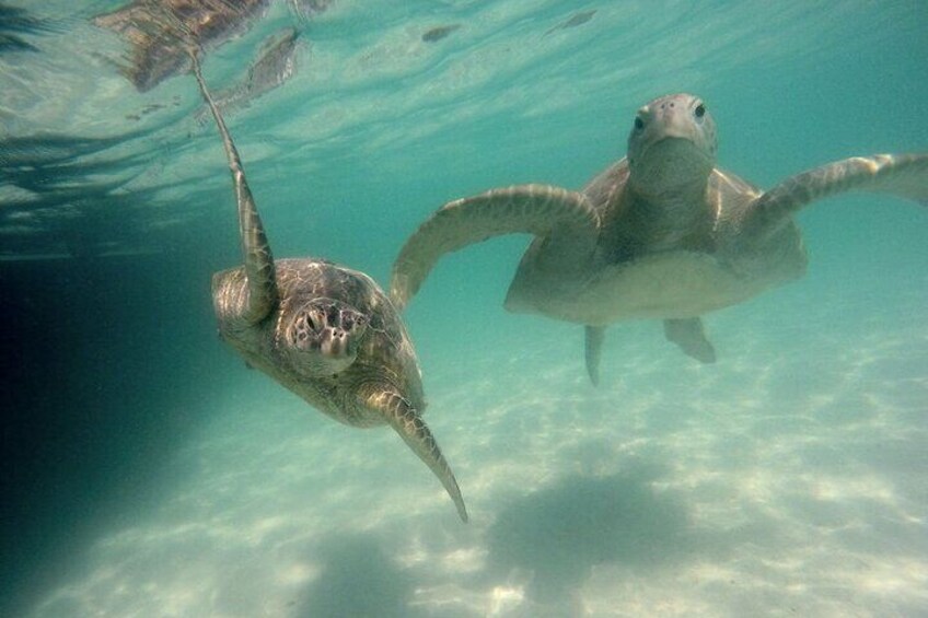 Kaneohe Sandbar Turtle Watching & Snorkeling Tour / 1:00 PM