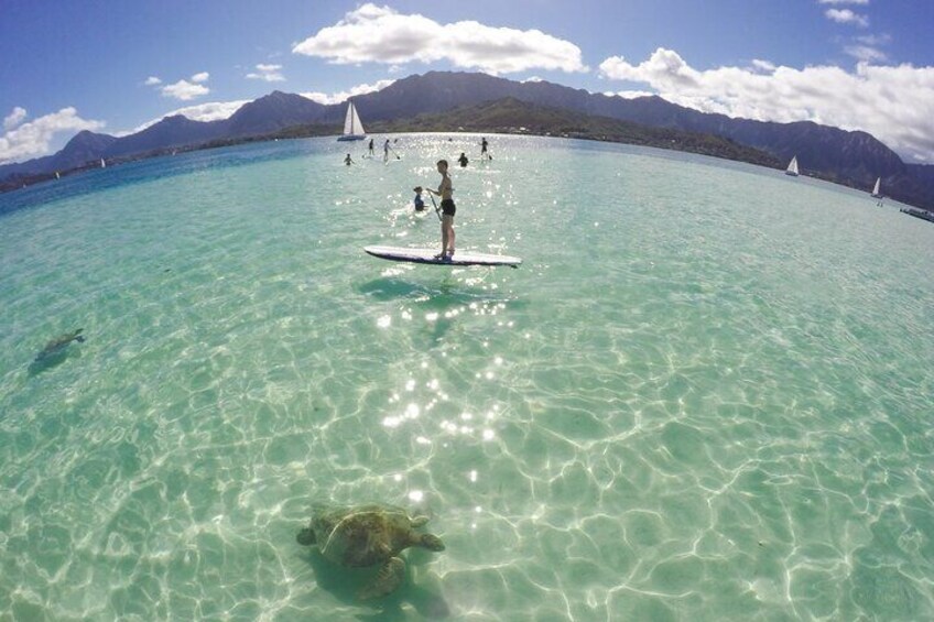 Kaneohe Sandbar Turtle Watching & Snorkeling Tour / 1:00 PM