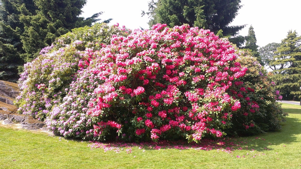 Close up of large flower bush.