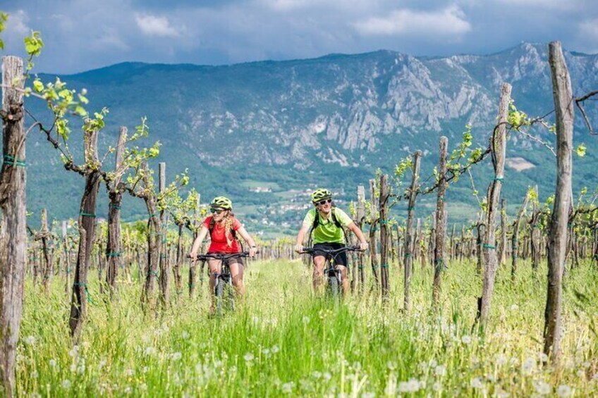 Easy cycling through vineyards...