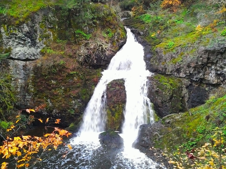 Private Guided Rainforest Hike