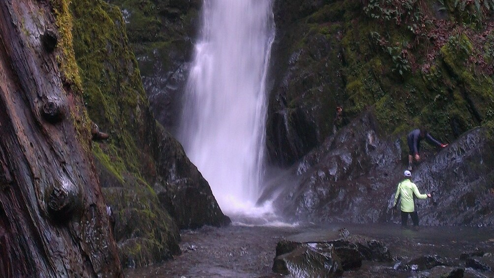 Close up of rainforest waterfall.