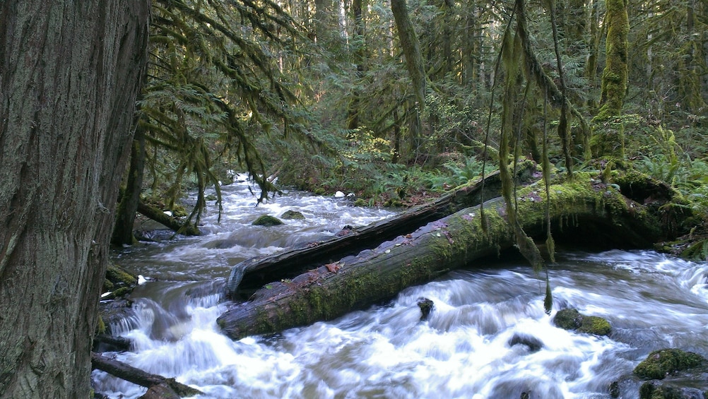 Flowing stream of water in rainforest.