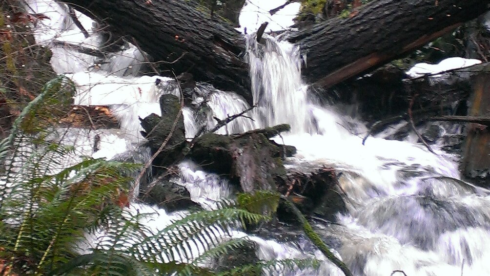 Close up of rainforest waterfall flowing into active stream of water.