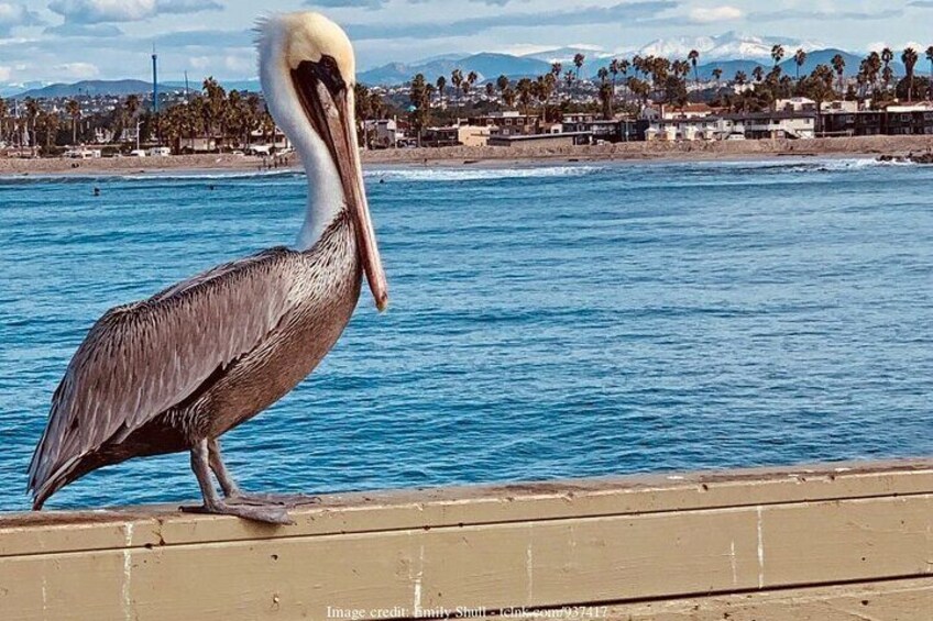 The Best of San Diego: Private Walking Tour including USS Midway