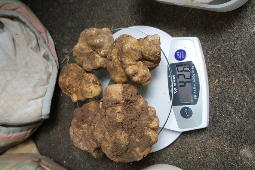 Truffle hunt, with Italian National Truffle Hunting Association