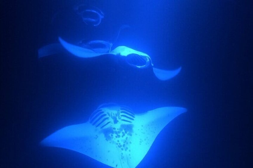 Watch the manta rays move in groups