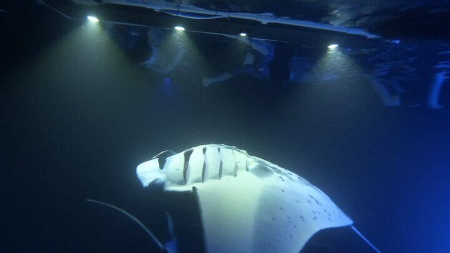 Manta rays often glide within inches of our guests