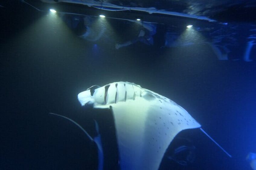 Manta rays often glide within inches of our guests