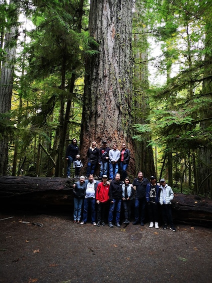 Waterfalls, Coombs Market, & Cathedral Grove Rainforest Private Tour