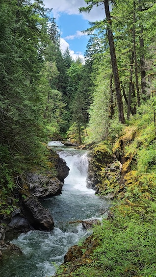 Waterfalls, Coombs Market, & Cathedral Grove Rainforest Private Tour