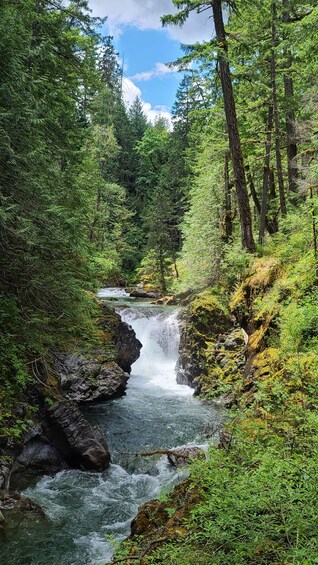Waterfalls, Coombs Market, & Cathedral Grove Rainforest Private Tour