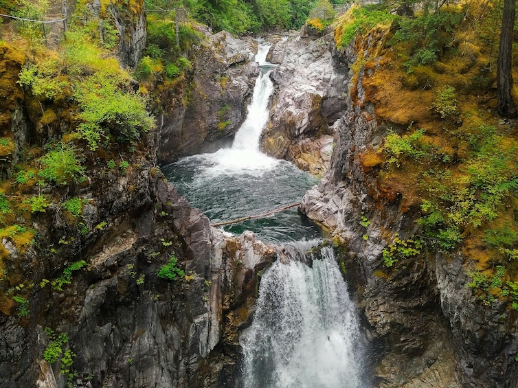 Waterfalls, Coombs Market, & Cathedral Grove Rainforest Private Tour