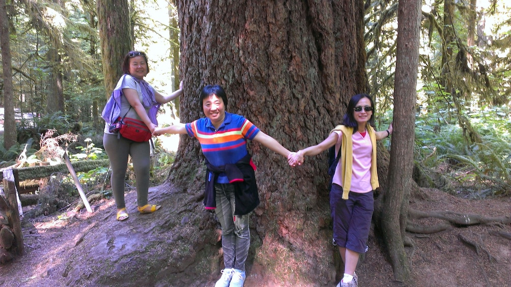 People hold hands around tree at Cathedral Grove Rainforest in Victoria