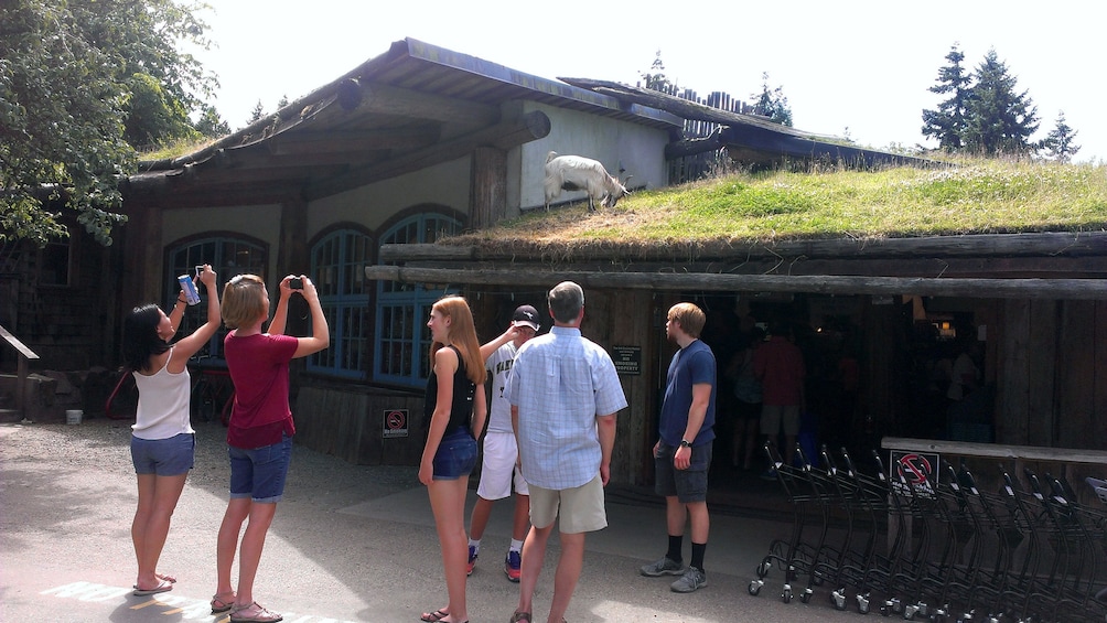 People take picture of goat on top of market roof in Victoria