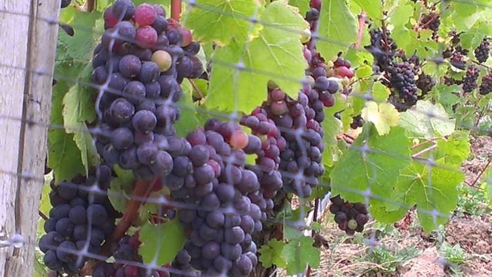 Grapes on the vine