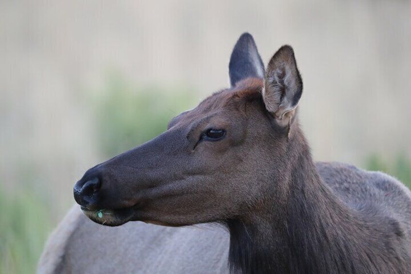 The Premier Wildlife Tours in Rocky Mountain National Park