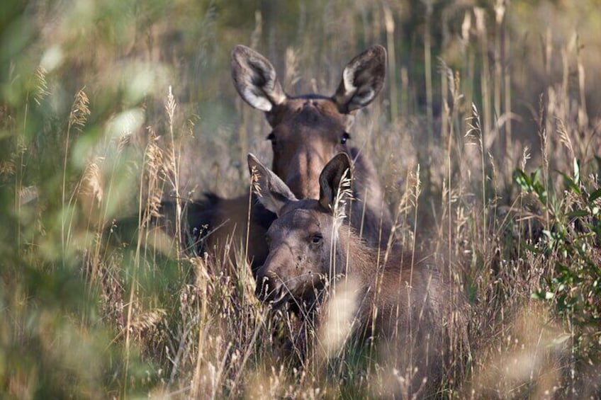 The Premier Wildlife Tours in Rocky Mountain National Park