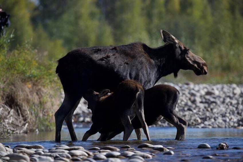 Wildlife Tours in Rocky Mountain National Park