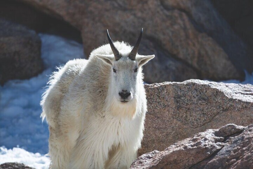 Wildlife Tours in Rocky Mountain National Park