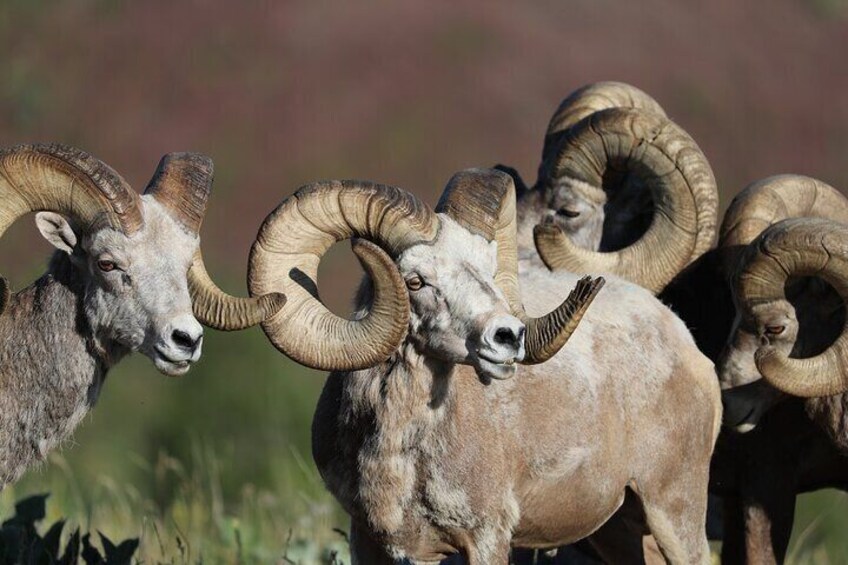 Wildlife Tours in Rocky Mountain National Park