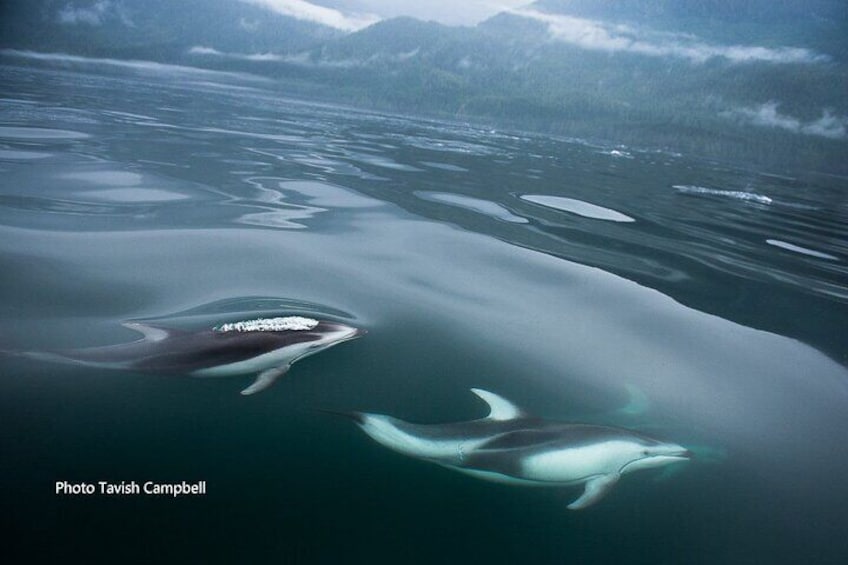 Whales, Wildlife and Culture