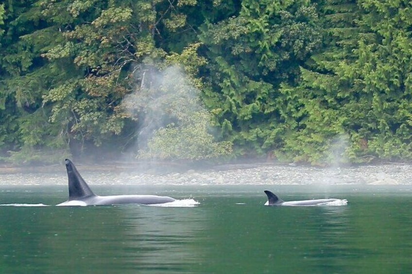 Whales, Wildlife and Culture