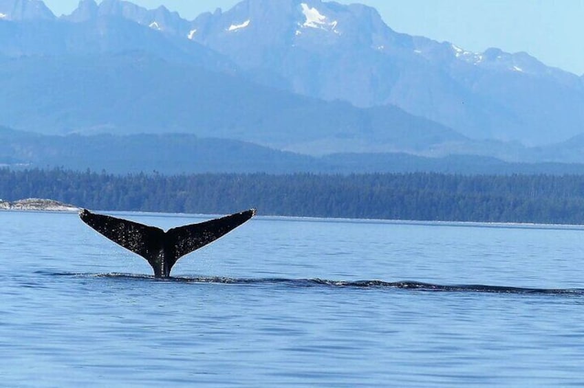 Whales, Wildlife and Culture