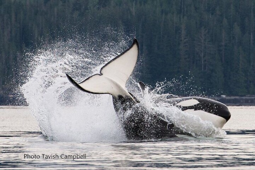 Whales, Wildlife and Culture