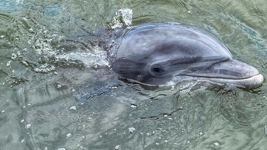 Island Head dolphin tour
