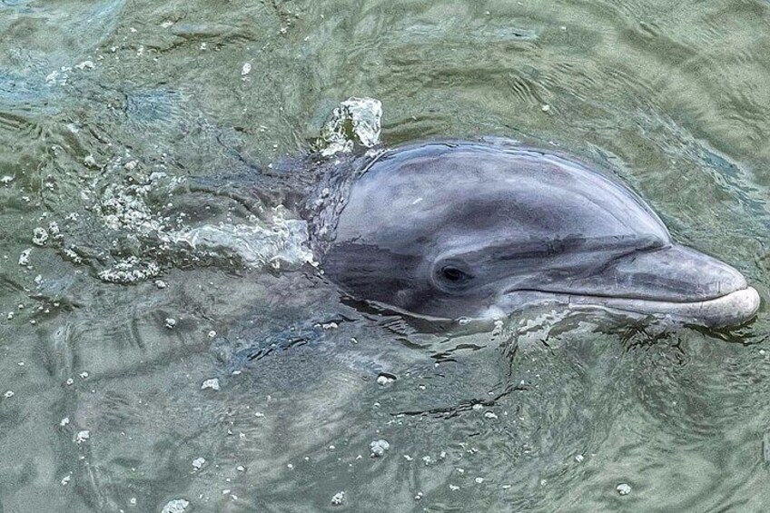 Island Head dolphin tour 