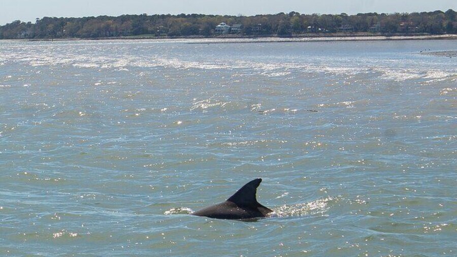 90 Minute Hilton Head Dolphin Tour