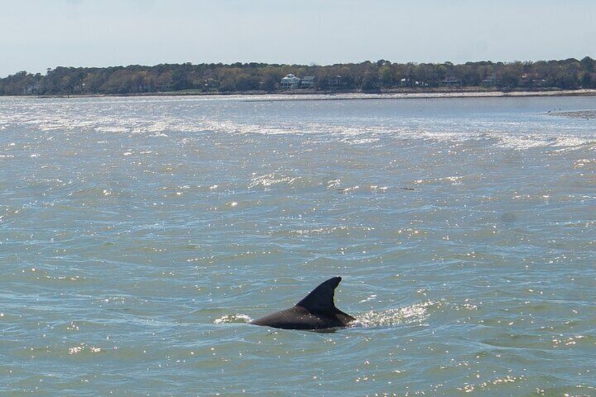 90 Minute Hilton Head Dolphin Tour