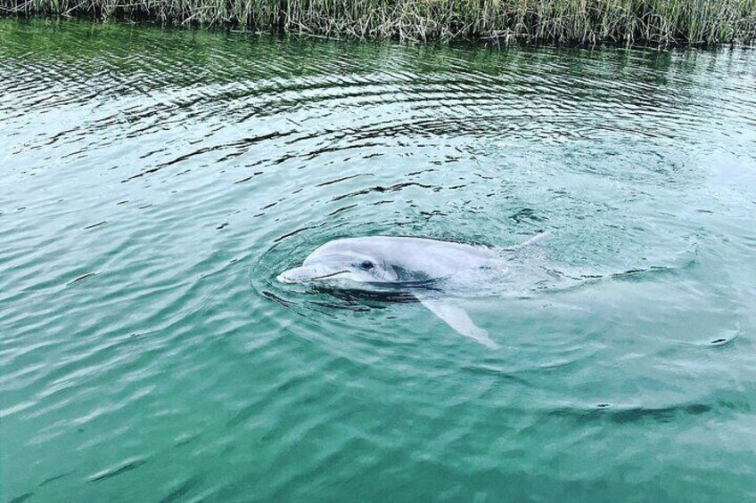 On a dolphin tour in Hilton Head with Island Head!