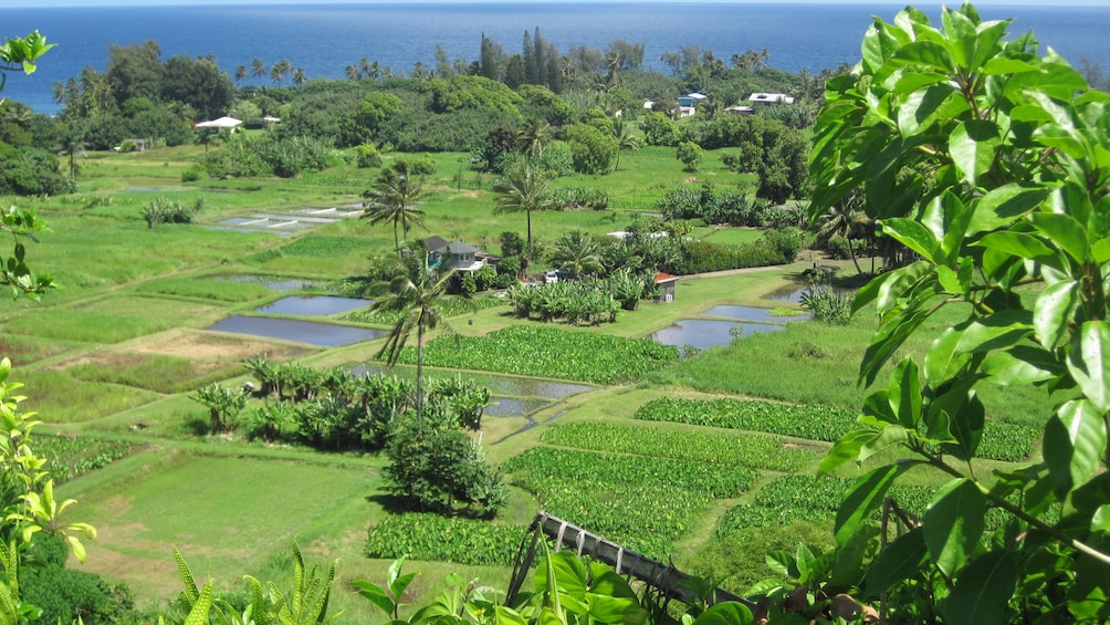 Landscape of farm fields in Maui 