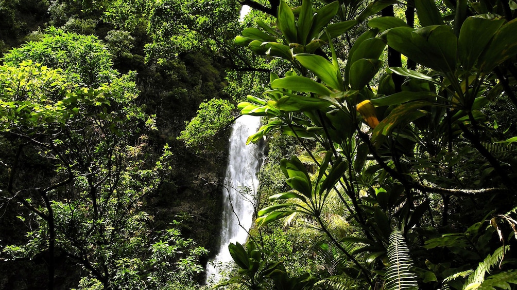 Waterfall in Hana rainforest in Maui 
