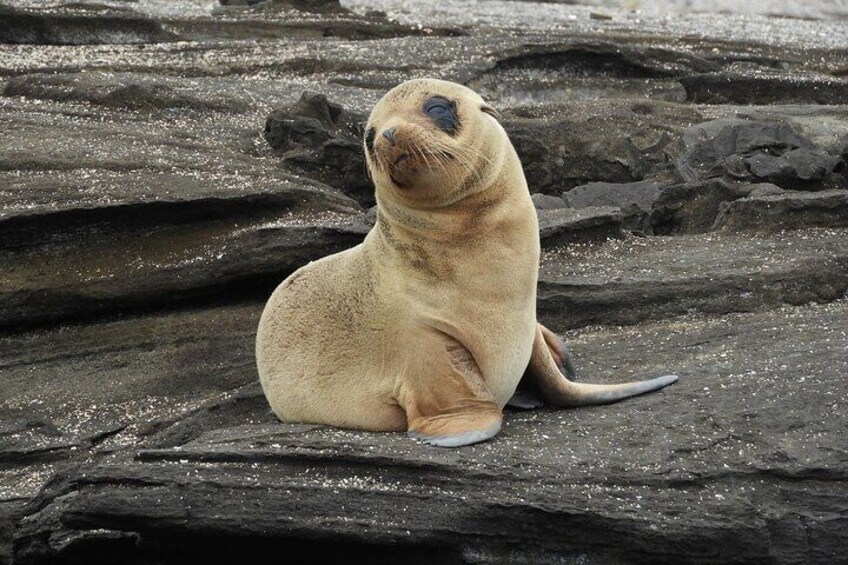 Baby Sea Lion