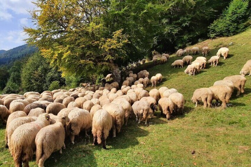 Private Full-Day Hiking Tour in Piatra Craiului National Park