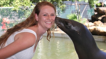 Meet the Sea Lion