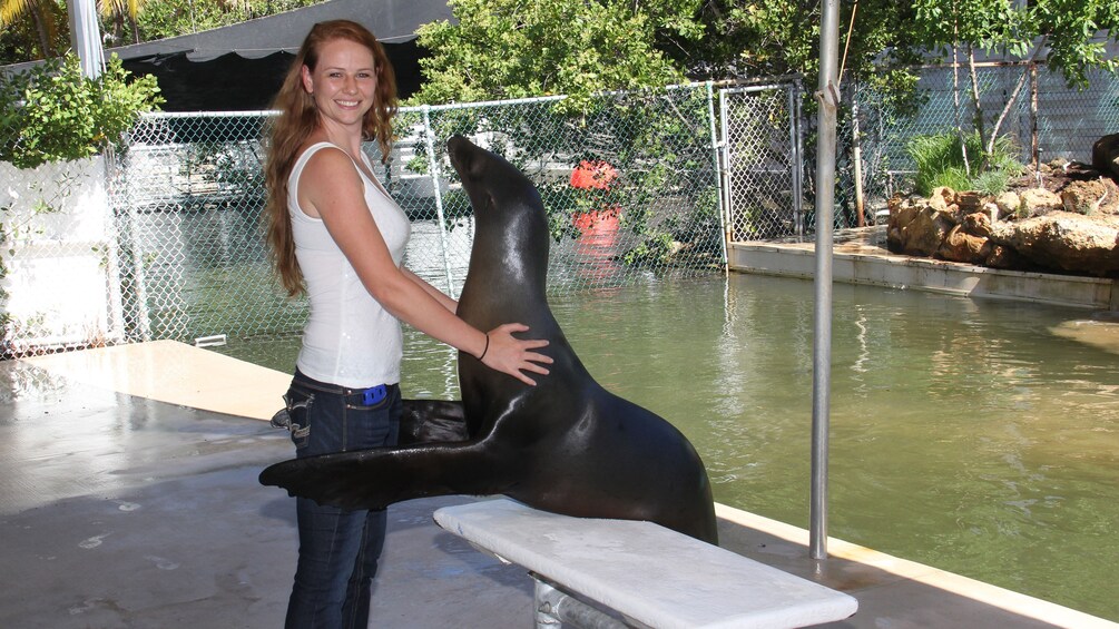 Meet the Sea Lion at Theater of the Sea