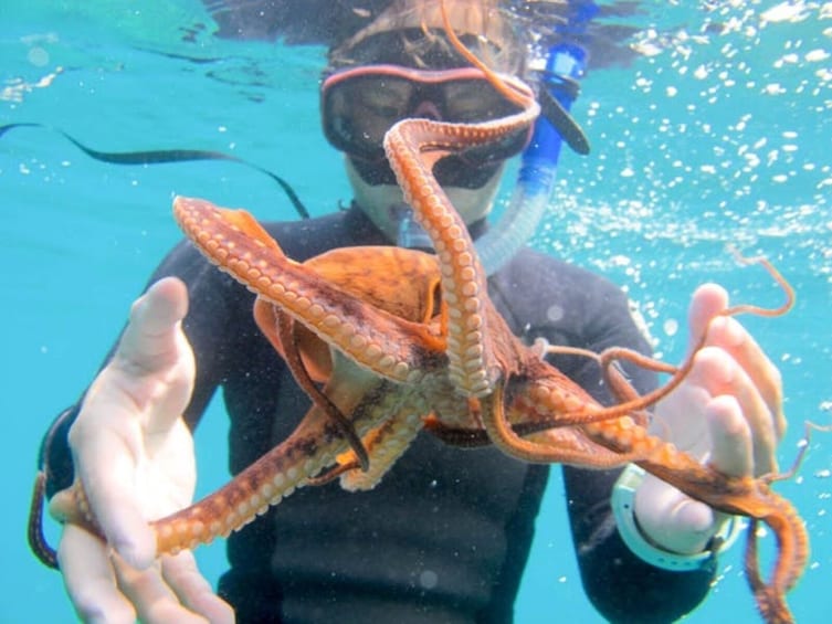 Snorkeling Cruise to Molokini Crater & Turtle Town
