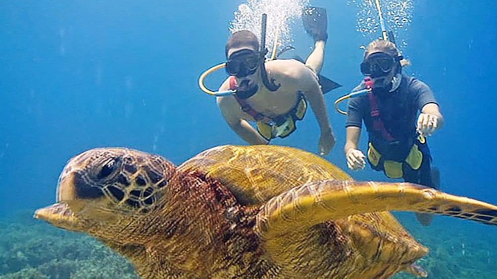 Two snorkelers swimming towards a sea turtle in Maui