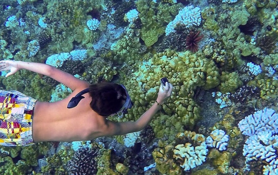 Snorkeling Cruise to Molokini Crater & Turtle Town