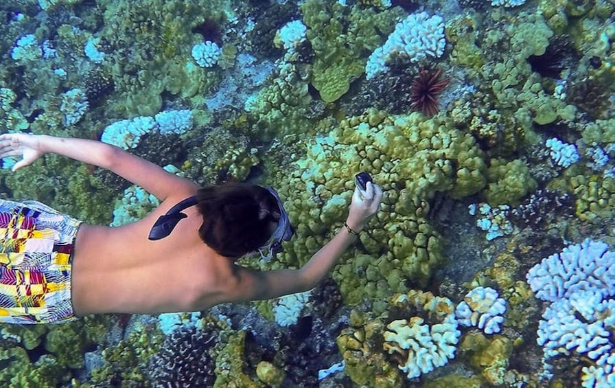 Snorkeling Cruise to Molokini Crater & Turtle Town