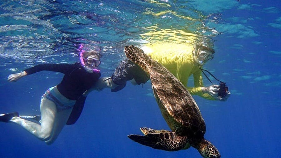 Snorkeling Cruise to Molokini Crater & Turtle Town