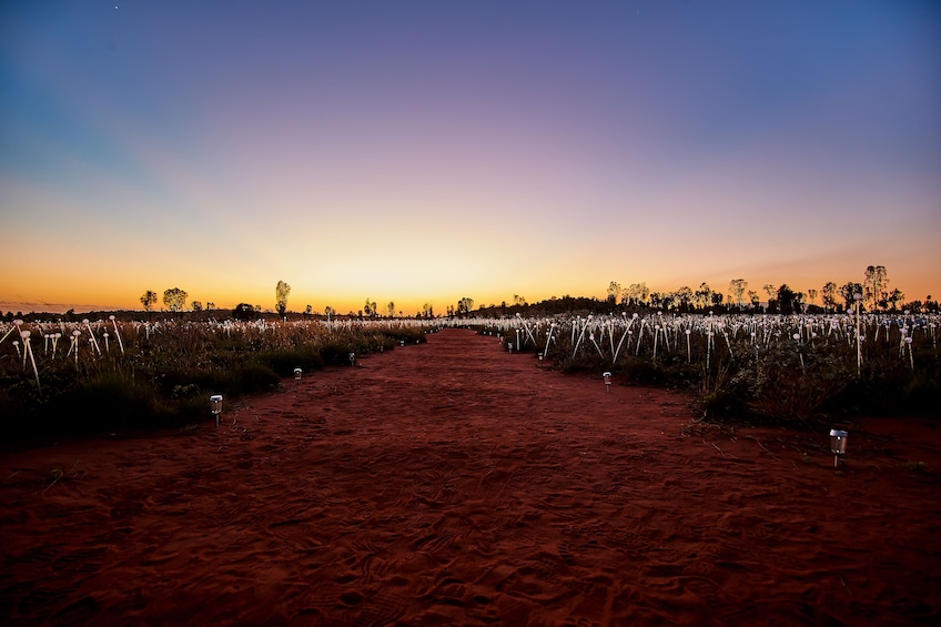 Half-Day Field of Light Sunrise Tour